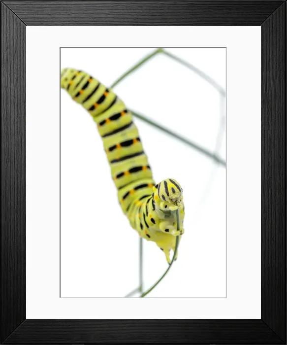 Framed Print : Picture No. 11992462 Framed Print : Picture No. 11992462