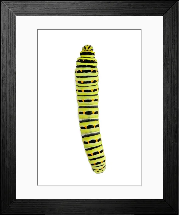 Framed Print : Picture No. 11992464 Framed Print : Picture No. 11992464