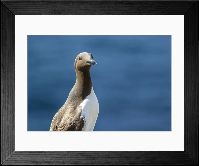 Framed Print : Picture No. 11992468 Framed Print : Picture No. 11992468