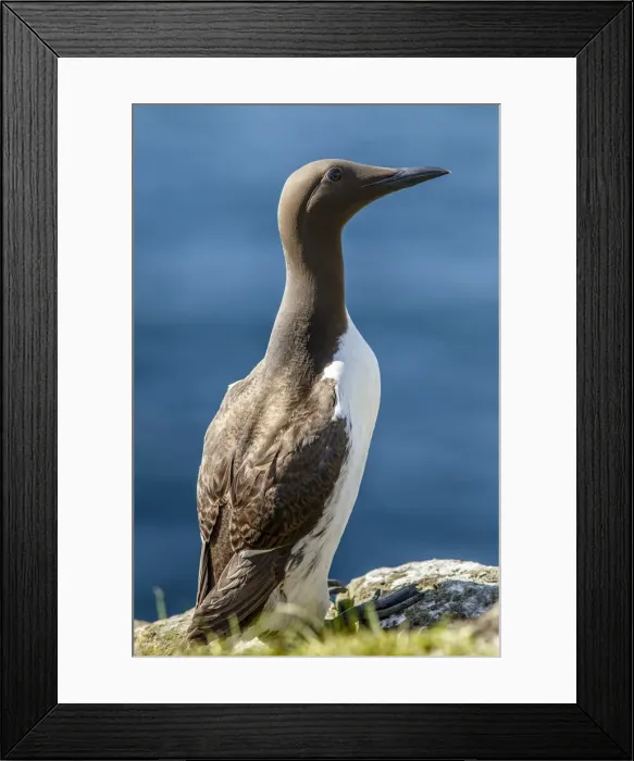 Framed Print : Picture No. 11992469 Framed Print : Picture No. 11992469