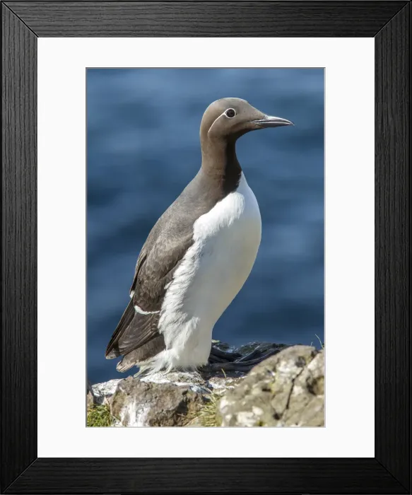 Framed Print : Picture No. 11992470 Framed Print : Picture No. 11992470