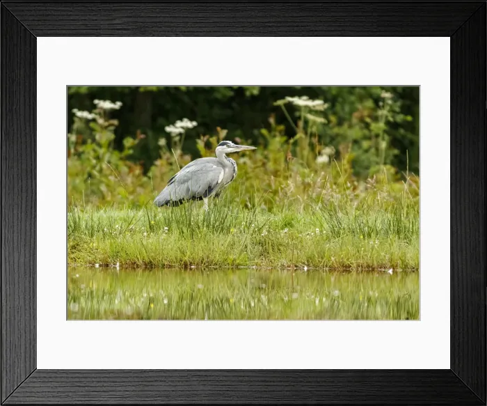 Framed Print : Picture No. 11992471 Framed Print : Picture No. 11992471