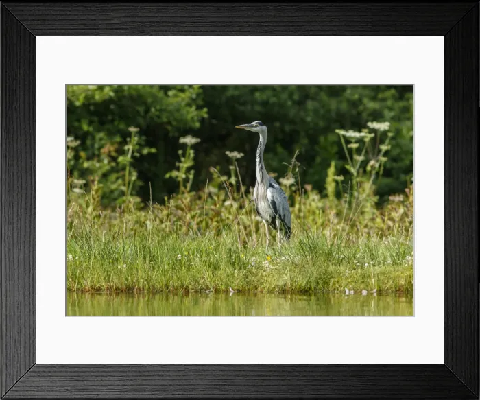 Framed Print : Picture No. 11992472 Framed Print : Picture No. 11992472