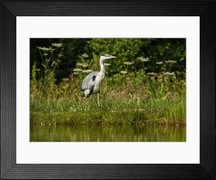 Framed Print : Picture No. 11992473 Framed Print : Picture No. 11992473