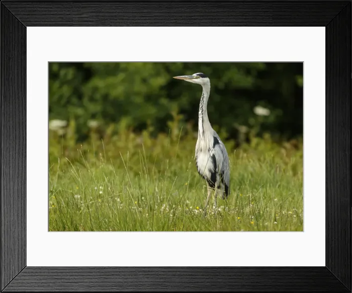 Framed Print : Picture No. 11992474 Framed Print : Picture No. 11992474