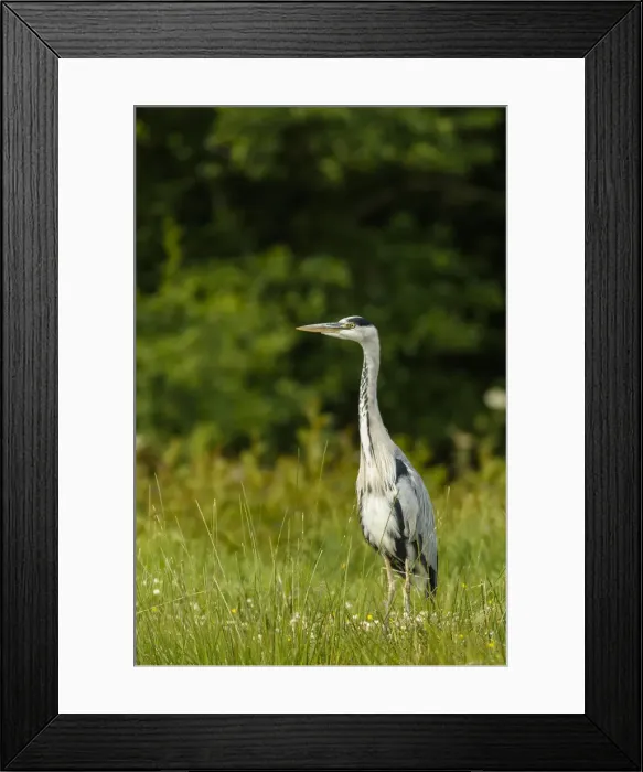 Framed Print : Picture No. 11992475 Framed Print : Picture No. 11992475