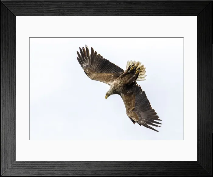 Framed Print : Picture No. 11992477 Framed Print : Picture No. 11992477