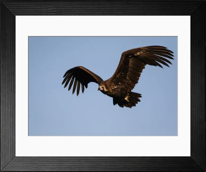 Framed Print : Picture No. 11992664 Framed Print : Picture No. 11992664