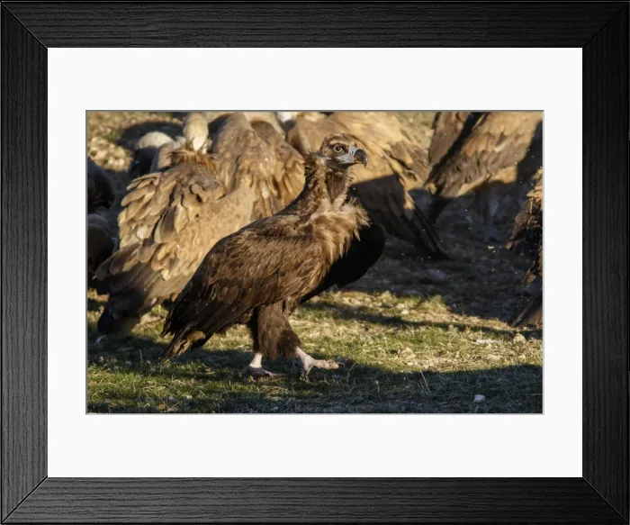 Framed Print : Picture No. 11992665 Framed Print : Picture No. 11992665