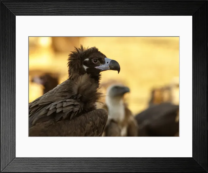 Framed Print : Picture No. 11992666 Framed Print : Picture No. 11992666