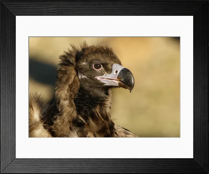 Framed Print : Picture No. 11992667 Framed Print : Picture No. 11992667