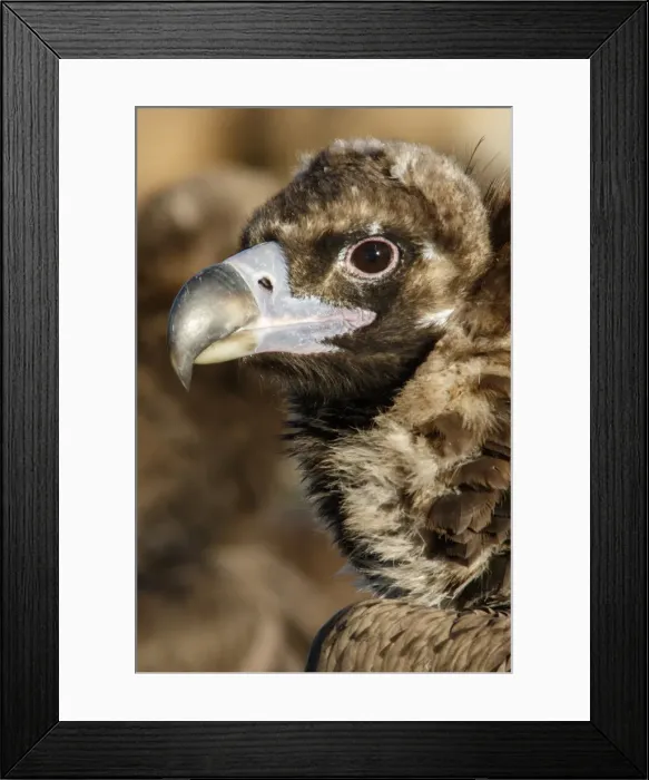 Framed Print : Picture No. 11992668 Framed Print : Picture No. 11992668