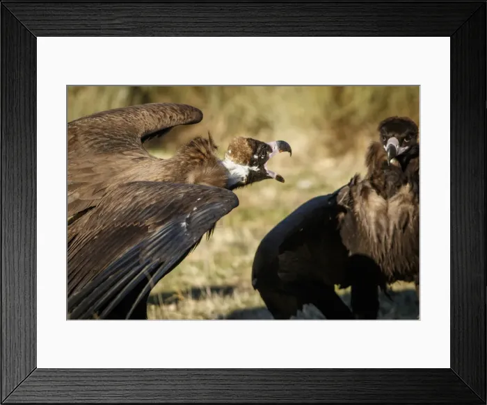 Framed Print : Picture No. 11992669 Framed Print : Picture No. 11992669