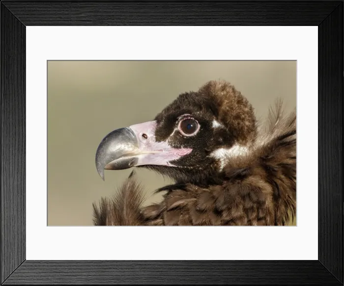Framed Print : Picture No. 11992670 Framed Print : Picture No. 11992670