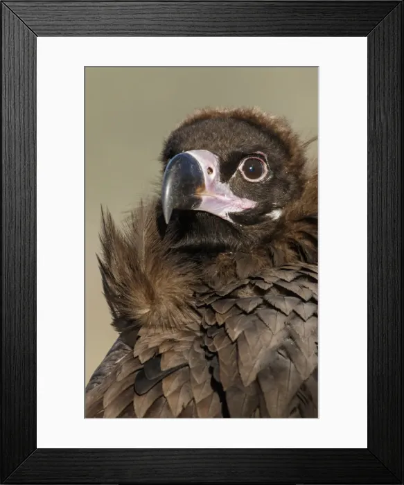 Framed Print : Picture No. 11992671 Framed Print : Picture No. 11992671