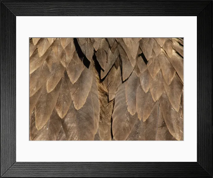 Framed Print : Picture No. 11992672 Framed Print : Picture No. 11992672