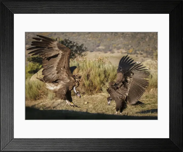 Framed Print : Picture No. 11992674 Framed Print : Picture No. 11992674