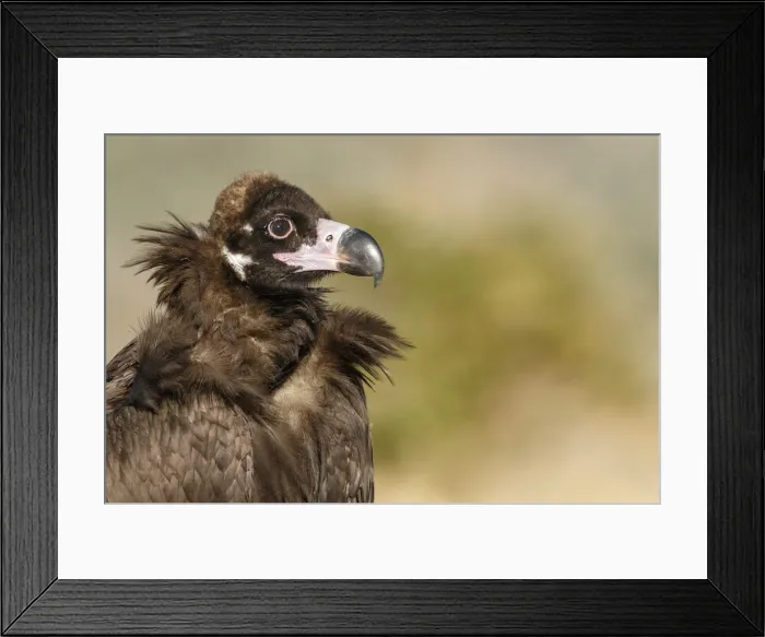 Framed Print : Picture No. 11992675 Framed Print : Picture No. 11992675