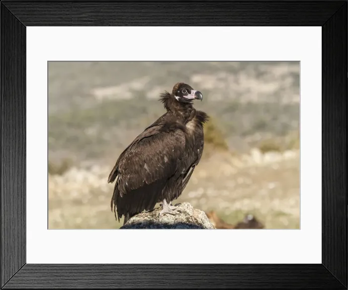 Framed Print : Picture No. 11992676 Framed Print : Picture No. 11992676