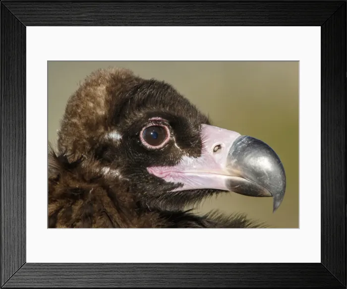 Framed Print : Picture No. 11992677 Framed Print : Picture No. 11992677