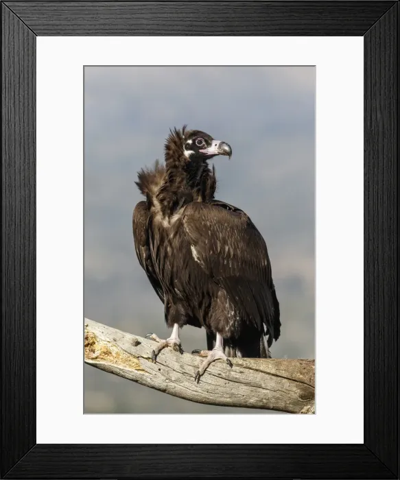 Framed Print : Picture No. 11992678