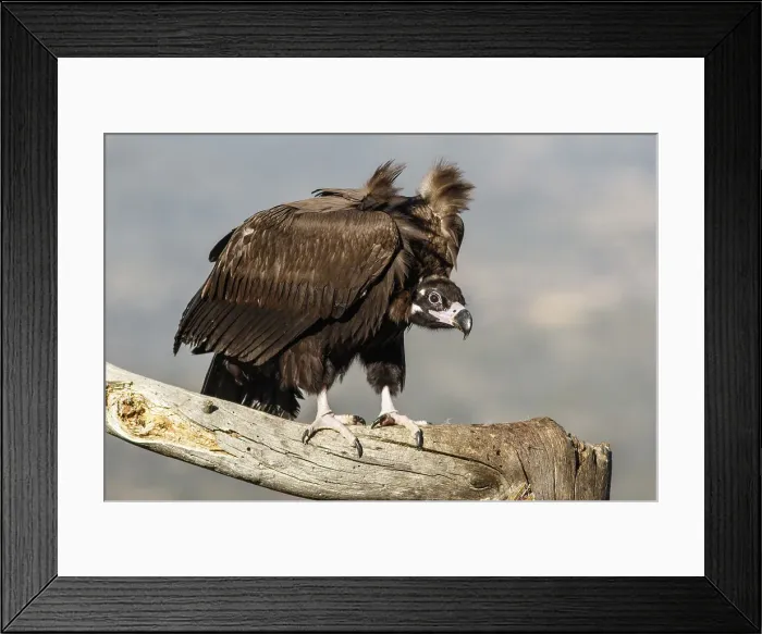 Framed Print : Picture No. 11992679 Framed Print : Picture No. 11992679