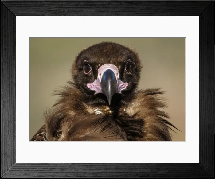 Framed Print : Picture No. 11992680 Framed Print : Picture No. 11992680
