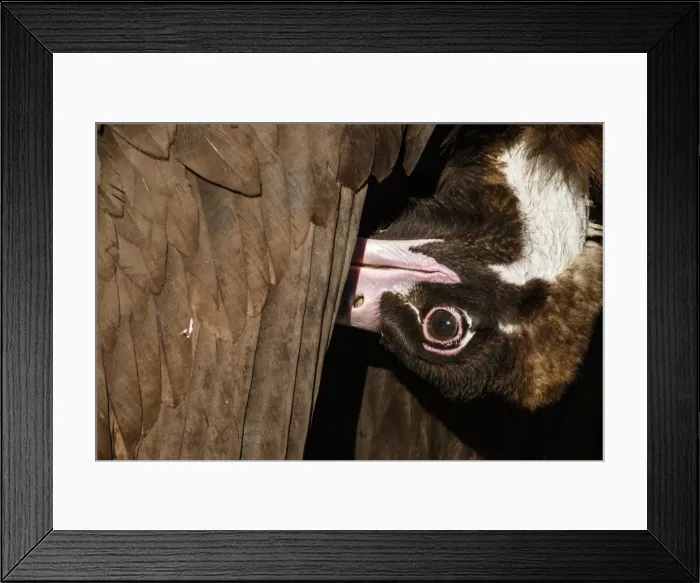 Framed Print : Picture No. 11992681 Framed Print : Picture No. 11992681