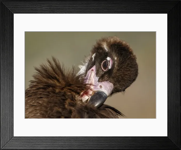 Framed Print : Picture No. 11992682 Framed Print : Picture No. 11992682