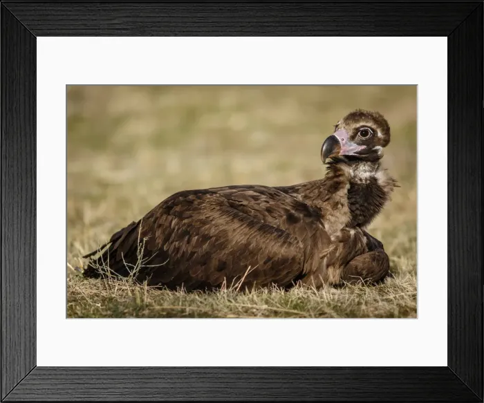 Framed Print : Picture No. 11992683 Framed Print : Picture No. 11992683