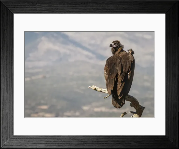 Framed Print : Picture No. 11992685