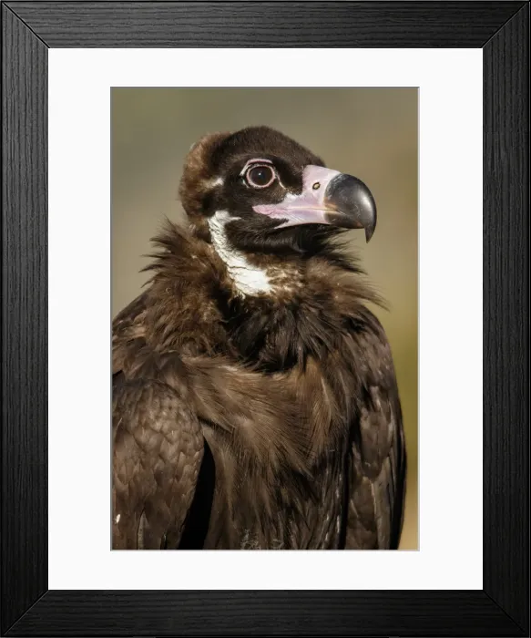 Framed Print : Picture No. 11992684 Framed Print : Picture No. 11992684
