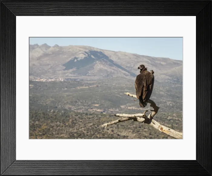 Framed Print : Picture No. 11992686 Framed Print : Picture No. 11992686