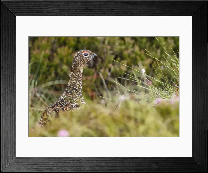 Framed Print : Picture No. 11992687 Framed Print : Picture No. 11992687