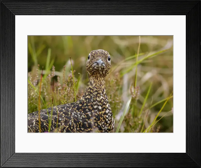 Framed Print : Picture No. 11992688 Framed Print : Picture No. 11992688