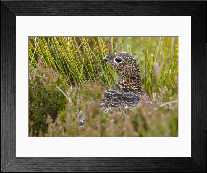 Framed Print : Picture No. 11992689 Framed Print : Picture No. 11992689