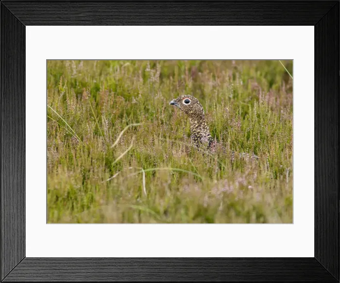 Framed Print : Picture No. 11992690 Framed Print : Picture No. 11992690