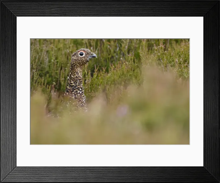 Framed Print : Picture No. 11992691 Framed Print : Picture No. 11992691