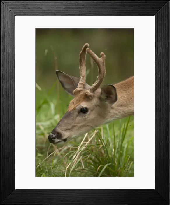 Framed Print : Picture No. 11992483 Framed Print : Picture No. 11992483