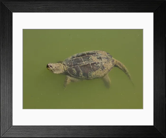 Framed Print : Picture No. 11992484 Framed Print : Picture No. 11992484