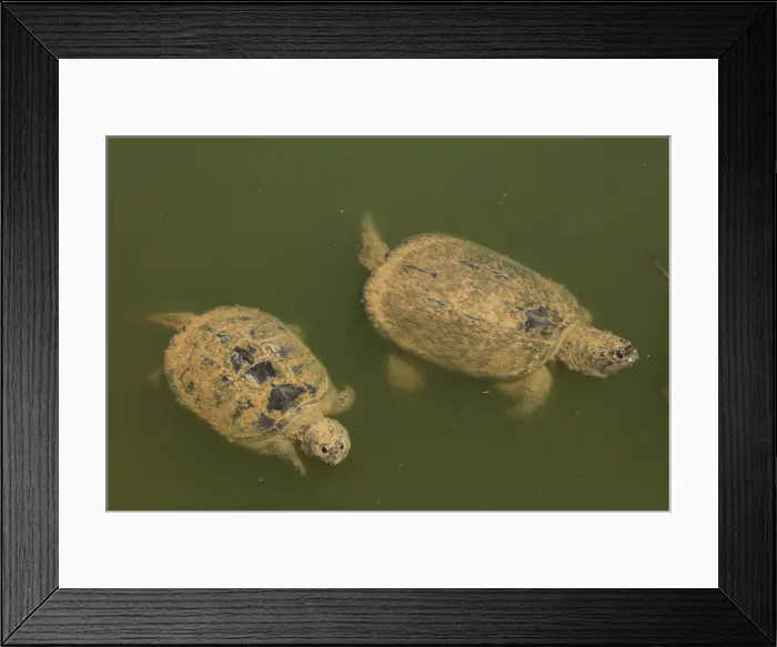 Framed Print : Picture No. 11992485 Framed Print : Picture No. 11992485