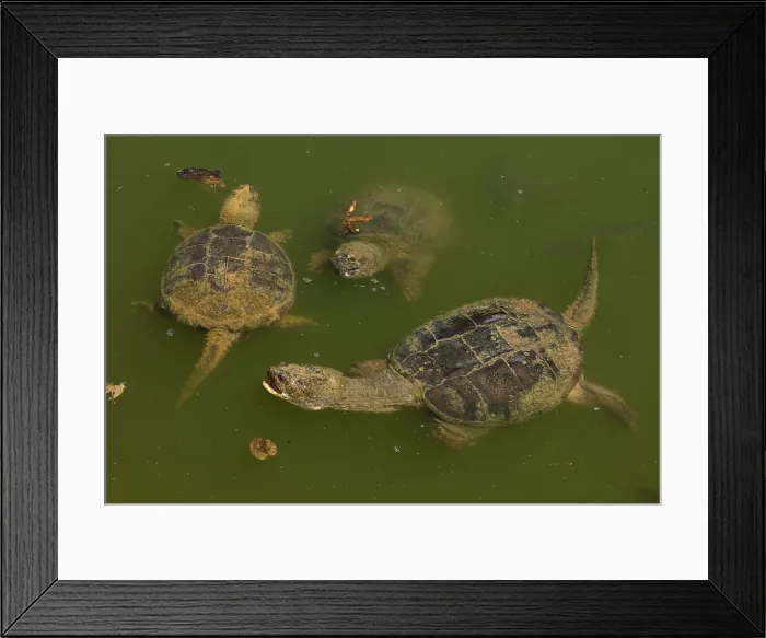 Framed Print : Picture No. 11992486 Framed Print : Picture No. 11992486