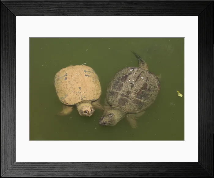 Framed Print : Picture No. 11992487 Framed Print : Picture No. 11992487