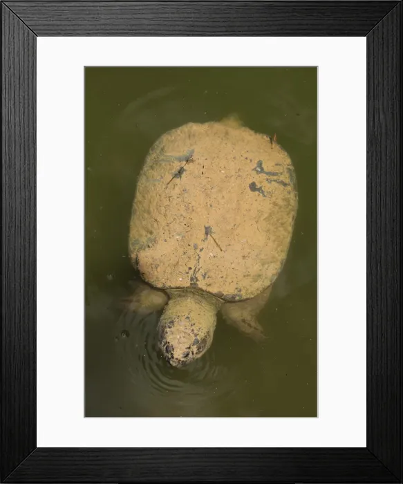Framed Print : Picture No. 11992488 Framed Print : Picture No. 11992488