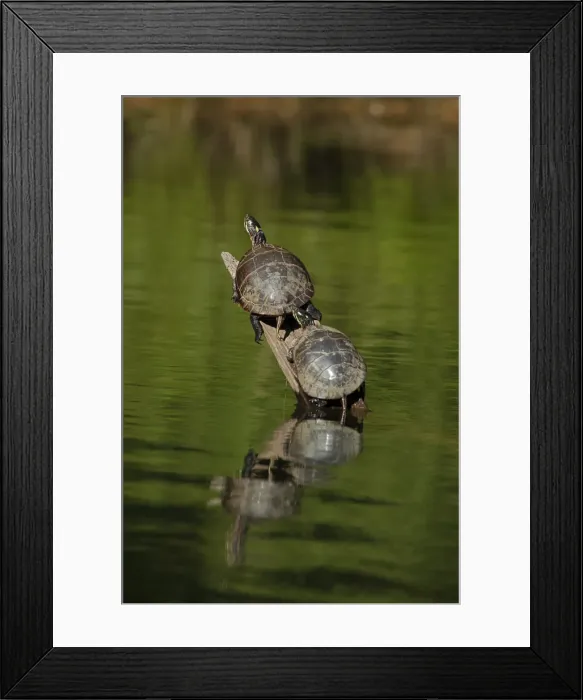 Framed Print : Picture No. 11992489 Framed Print : Picture No. 11992489