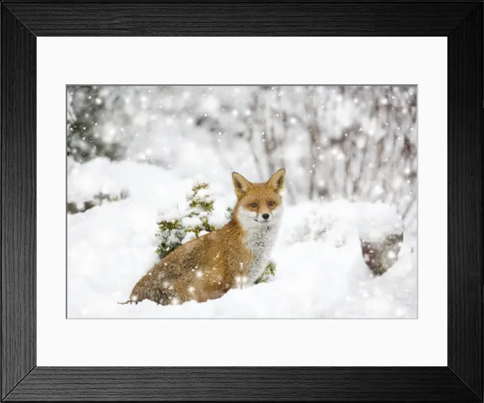 Framed Print : Picture No. 11993338 Framed Print : Picture No. 11993338