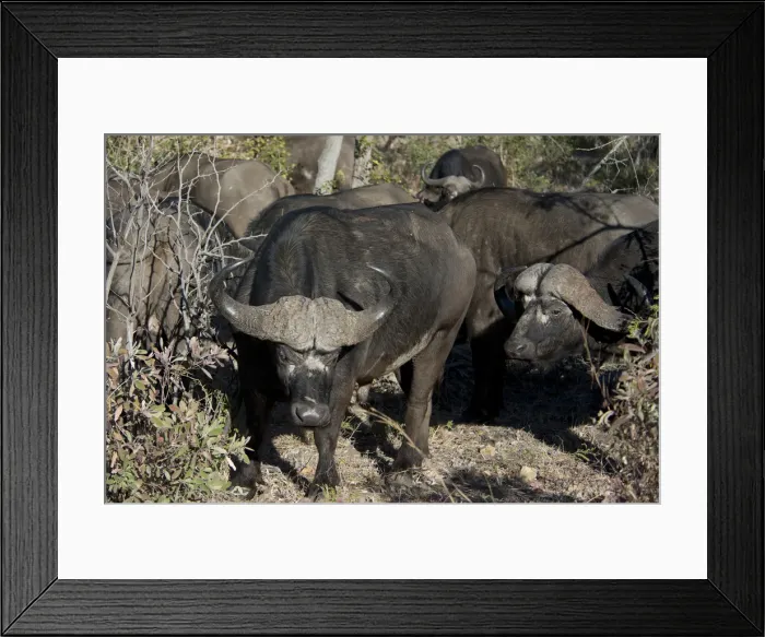 Framed Print : Picture No. 11992692 Framed Print : Picture No. 11992692