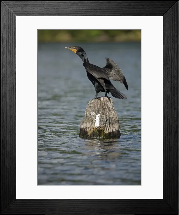 Framed Print : Picture No. 11992490 Framed Print : Picture No. 11992490