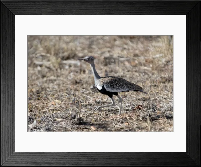 Framed Print : Picture No. 11992694 Framed Print : Picture No. 11992694