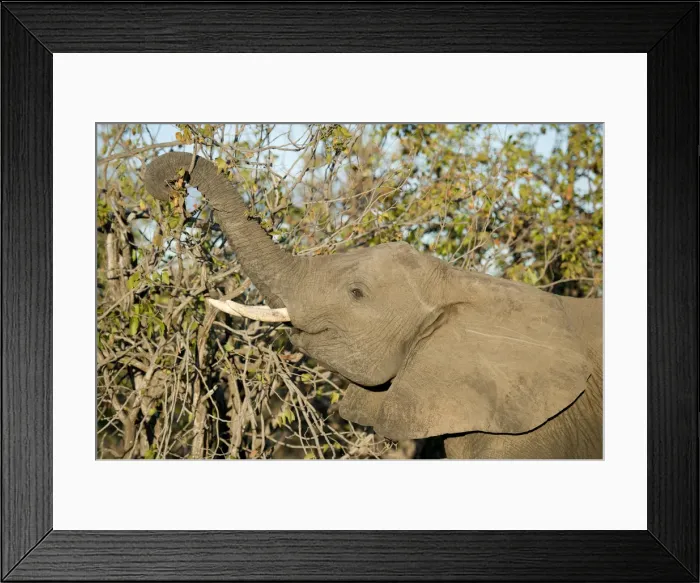 Framed Print : Picture No. 11992695 Framed Print : Picture No. 11992695